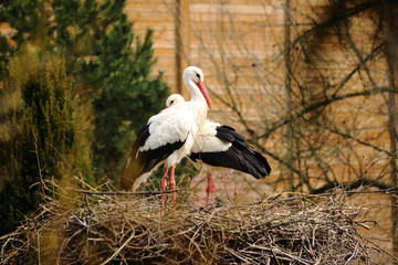 Storchenpaar