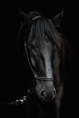 Portrait of a beautiful black stallion on a black background