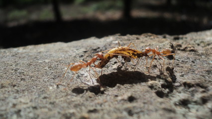 Animal, insect, ants, food, macro
