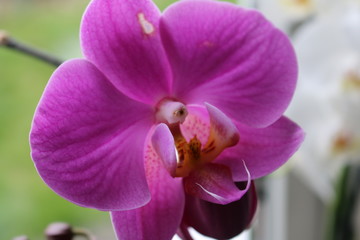 pinke orchidee