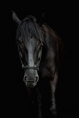 Fototapeta premium Portret pięknego czarnego ogiera na czarnym tle
