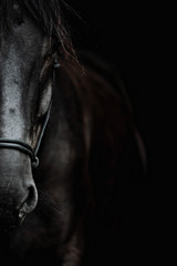 Portrait of a beautiful black stallion on a black background - 258600015