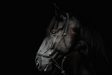 Portrait of a beautiful black stallion on a black background - obrazy, fototapety, plakaty