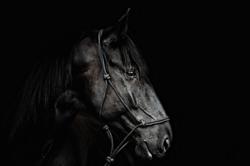 Portrait of a beautiful black stallion on a black background - 258600071