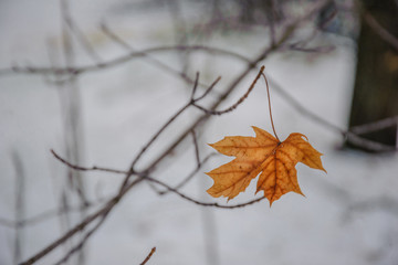 A single leaf is hanging on a tree branch on a background of snow