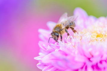 Bee picking pollen o autumn flower. Beauty colorful natural background. 