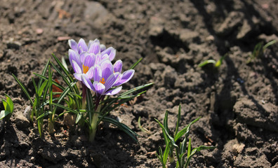 Purple crocuses in spring