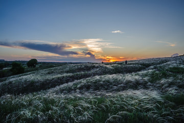 People in the field with a feather grass on the background of a crimson sunset