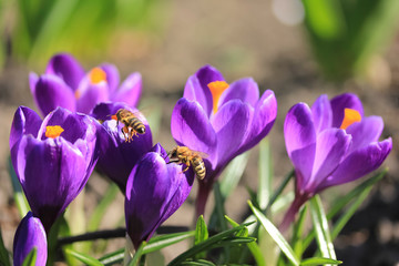 Purple crocuses and bees in spring