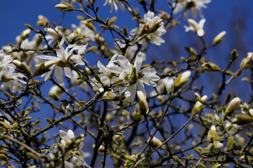 Buds and flowers of white star stellata magnolia tree in the spring garden