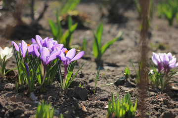Purple crocuses in spring