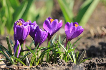 Purple crocuses in spring