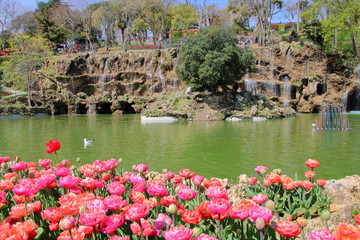 Fototapeta na wymiar Tulip Festival in Istanbul Park.