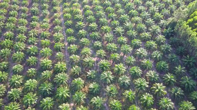 Aerial view Palm Garden 