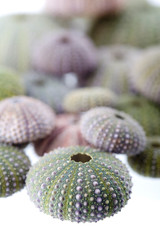 Sea urchin isolated on white close-up depth of tield