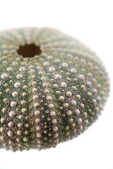 Sea urchin isolated on white close-up depth of tield