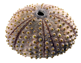 Sea urchin isolated on white close-up depth of tield
