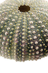 Sea urchin isolated on white close-up depth of tield