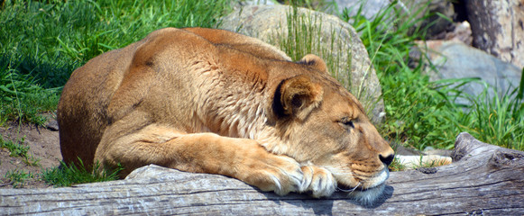 Lion is one of the four big cats in the genus Panthera, and a member of the family Felidae. With...