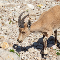 a yearling male nubian ibex yael grazing on wildflowers in the david streambed at ein gedi in israel