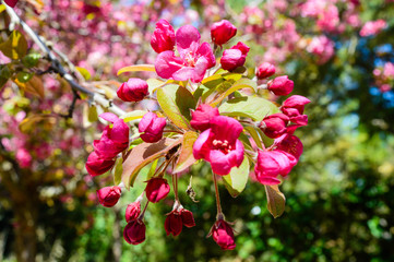 La naturaleza en aragon españa