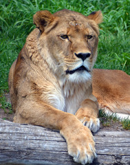 Lion is one of the four big cats in the genus Panthera, and a member of the family Felidae. With...
