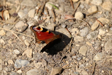 schmetterling