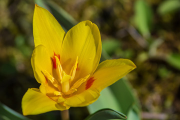 Tulip flower with parted petals on a closeup