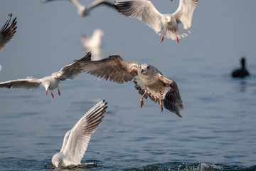 Yellow-legged Gull Bird