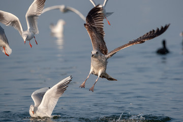 Yellow-legged Gull Bird