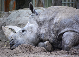 The white rhinoceros or square-lipped rhinoceros is the largest extant species of rhinoceros.  It has a wide mouth used for grazing and is the most social of all rhino species © Daniel Meunier