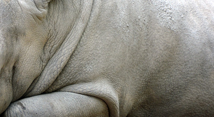 The white rhinoceros or square-lipped rhinoceros is the largest extant species of rhinoceros.  It has a wide mouth used for grazing and is the most social of all rhino species © Daniel Meunier