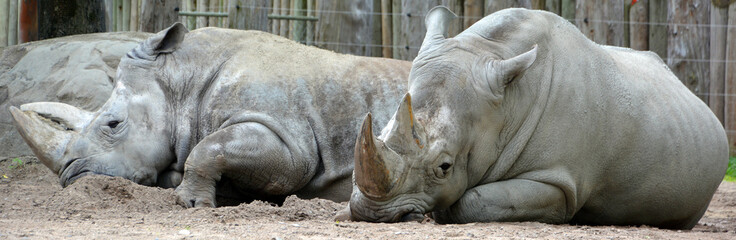 The white rhinoceros or square-lipped rhinoceros is the largest extant species of rhinoceros.  It has a wide mouth used for grazing and is the most social of all rhino species © Daniel Meunier