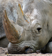 The white rhinoceros or square-lipped rhinoceros is the largest extant species of rhinoceros.  It has a wide mouth used for grazing and is the most social of all rhino species © Daniel Meunier