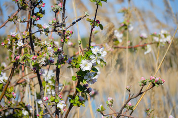 La naturaleza en aragon españa