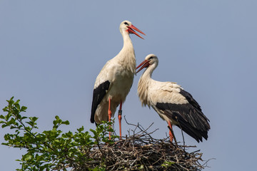 Weißstorchenpaar 30