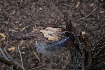 Single feather resting on a Broken tree Broken splinted stump along the Shelby Bottoms Greenway and Natural Area Cumberland River frontage trails, Nashville, Tennessee. United States.
