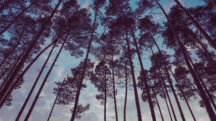 Wald in Niedersachsen 