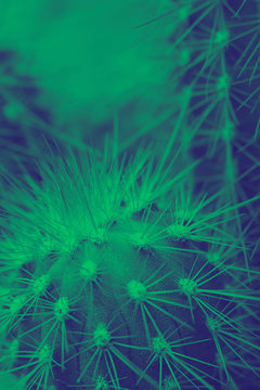 cacus cereus on the defocused bachground, Green and blue bright duotone, Vertical