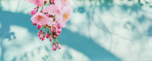 Sakura blossoms with shadow background