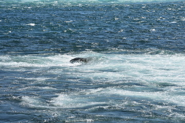 Fototapeta premium Niagara falls 