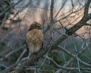 Red tailed hawk perching at dawn on winter morning with lightening sky behind it