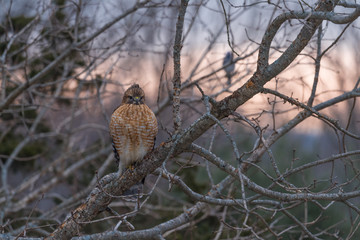Red tailed hawk perching at dawn on winter morning with lightening sky behind it