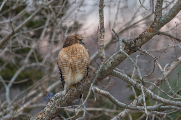 Red tailed hawk perching at dawn on winter morning with lightening sky behind it