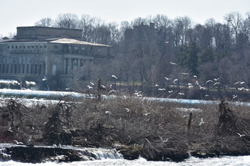 winter landscape with river and trees
