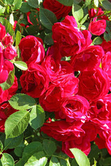 Flowers - many blooming red roses bunched together on a rose bush.