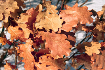 Naklejka na ściany i meble Orange autumn leaves