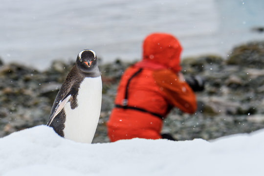 Gentoo Penguin With Funny Expression Walking Along Beach On Danco Island, Antarctica, Photographer In Red Coat In Background Looking The Wrong Way