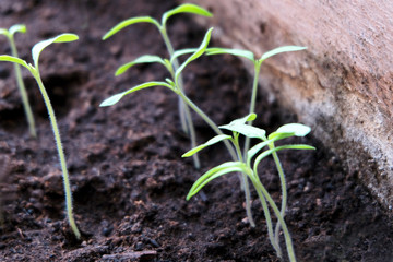 Fresh herbs. Growing seedlings in a box on the window. Spring planting seedlings. Tomato and pepper sprouts.