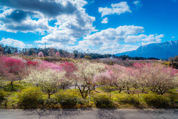 Plum Garden, Mie, Japan